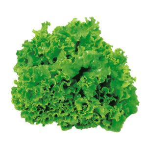 Laitue en feuille vert