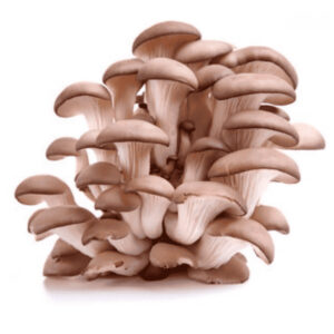 Champignons pleurotte en paquet (env. 100g)