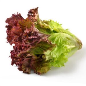 Laitue en feuille rouge